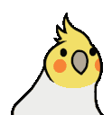 Lutino Cockatiel